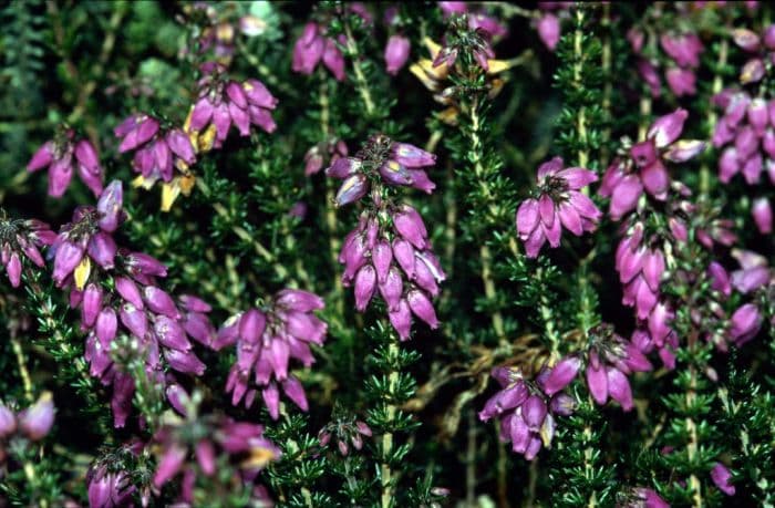 bell heather 'Cindy'