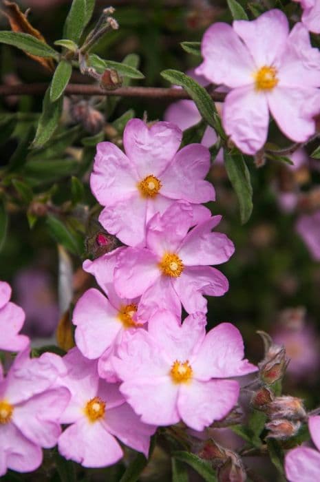 dwarf pink rockrose