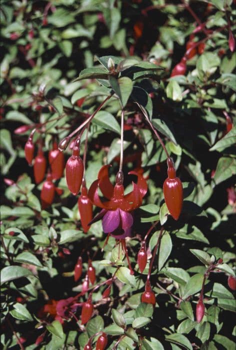 fuchsia 'Brutus'