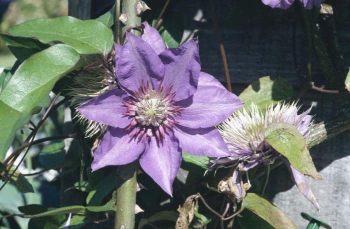 clematis 'Daniel Deronda'