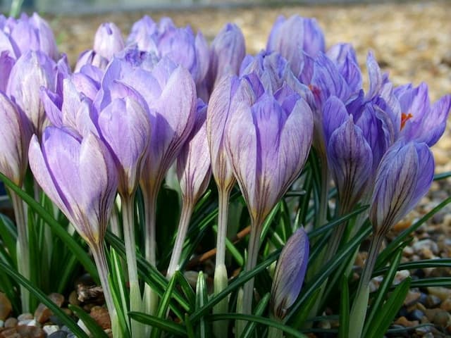 Crocus 'Zwanenburg'