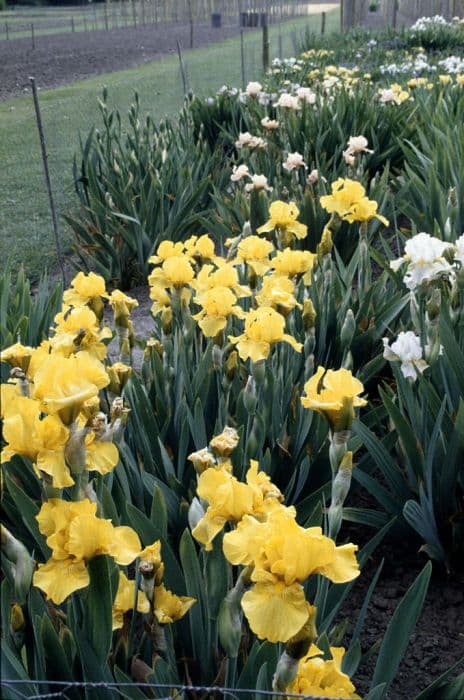 iris 'Clara Garland'