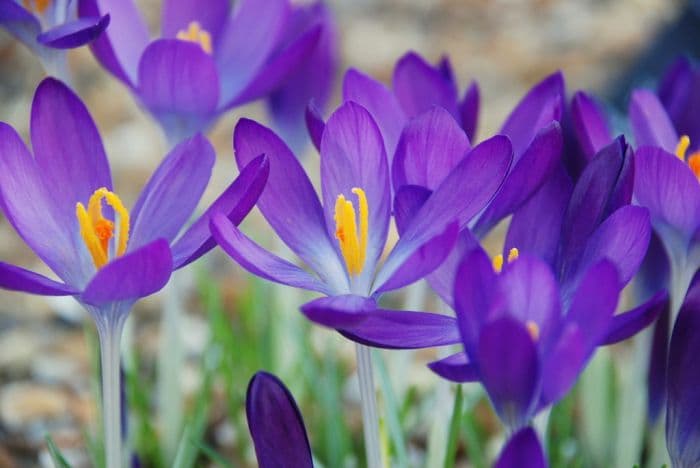 early crocus 'Whitewell Purple'