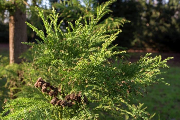 Japanese cedar 'Sekkan-sugi'