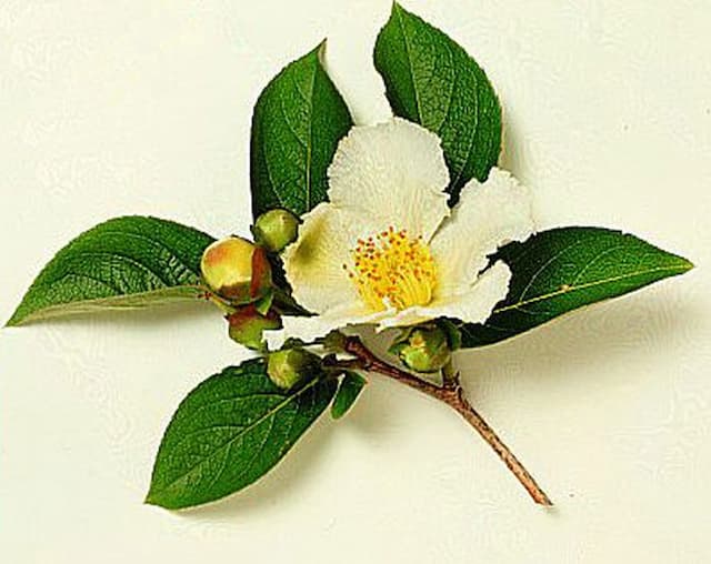 Deciduous camellia Koreana Group