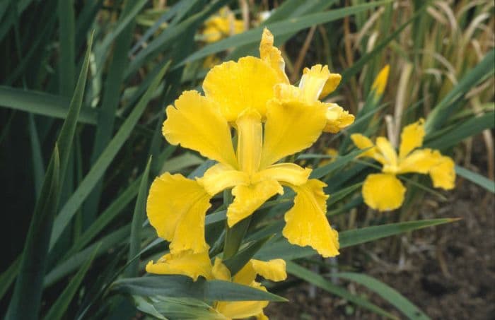 iris 'Sonoran Señorita'