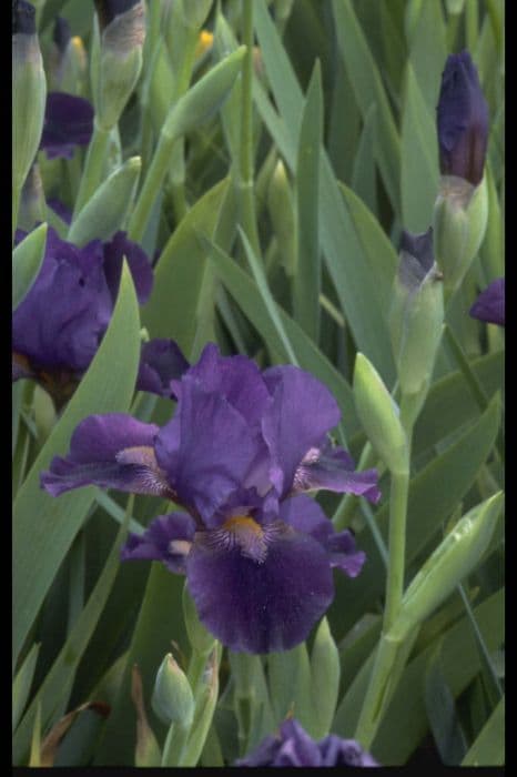 iris 'Katie-Koo'