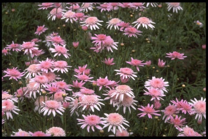 marguerite 'Vancouver'