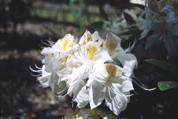 rhododendron 'Silver Slipper'