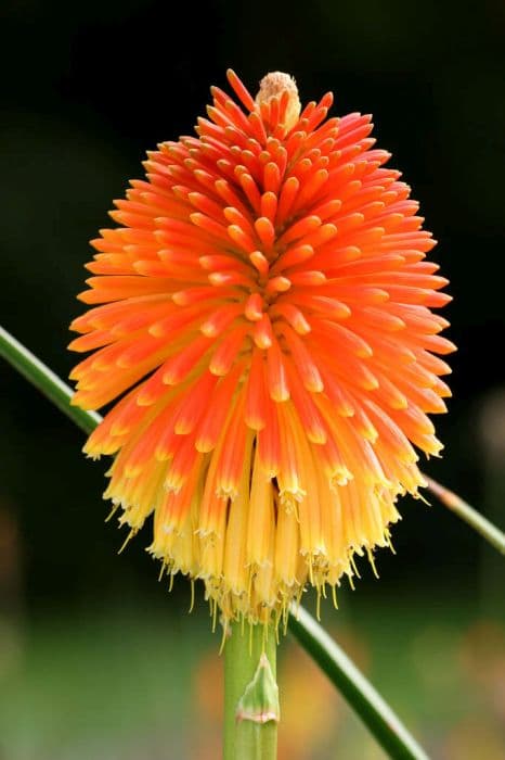 Rooper's red-hot poker