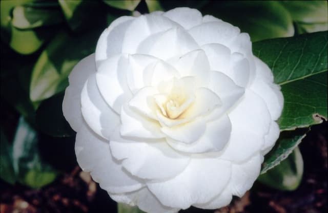 Camellia 'Alba Plena'