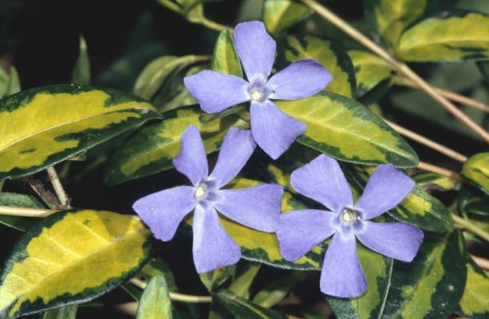 lesser periwinkle 'Illumination'