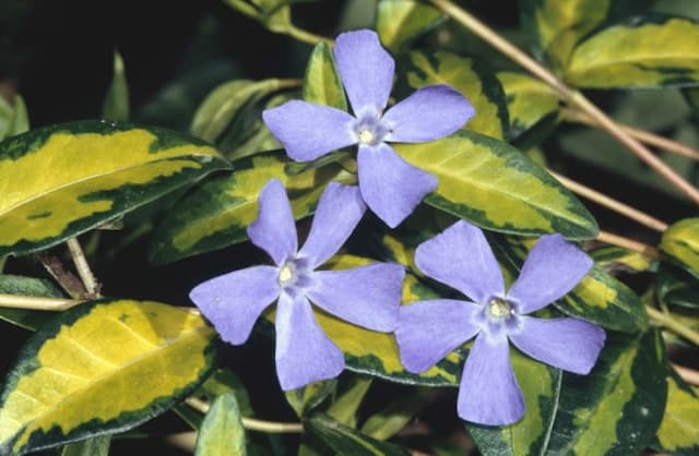 Lesser periwinkle 'Illumination'