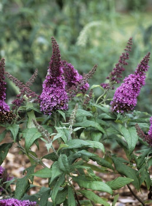 butterfly bush [Peacock]