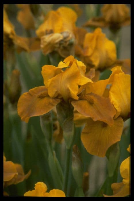 iris 'Bronzaire'