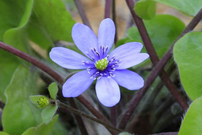 large blue hepatica 'Buis'