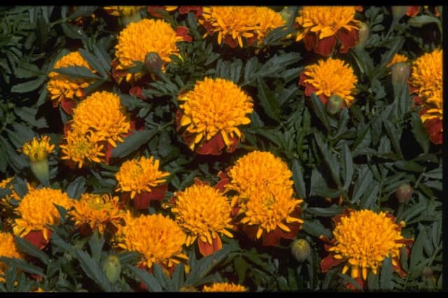 French marigold 'Tiger Eyes'