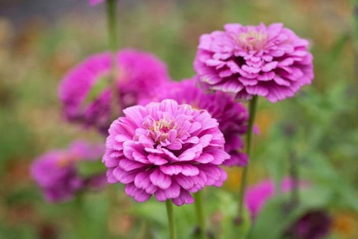 zinnia 'Benary's Giant Lilac'