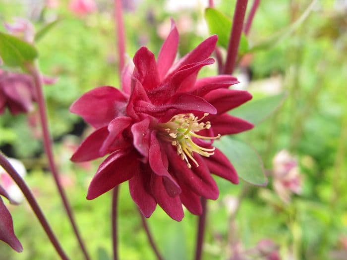 columbine 'Ruby Port'