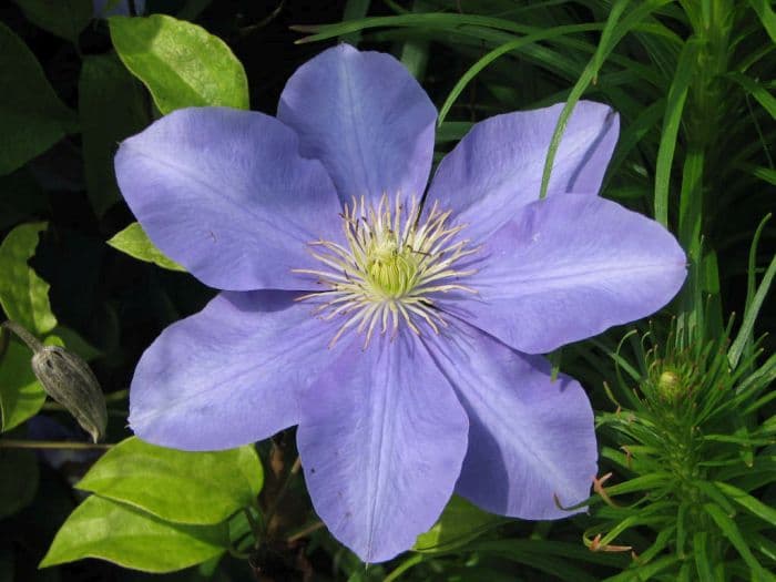 clematis 'Fujimusume'