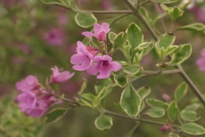 Variegated thousand flowered mint-bush