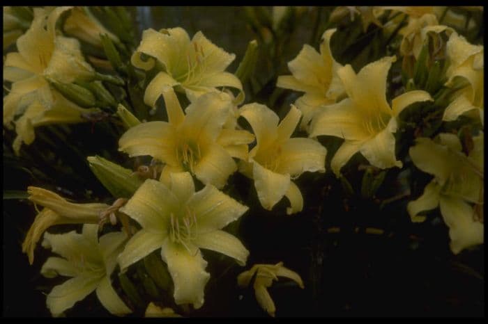 daylily 'Nova'