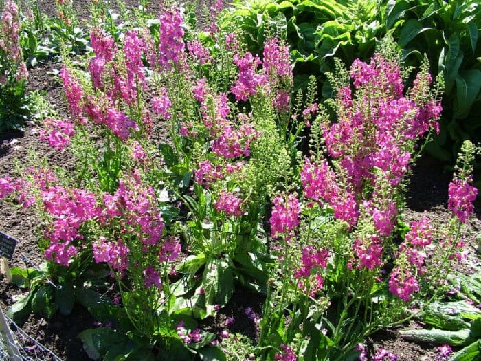 purple mullein 'Rosetta'