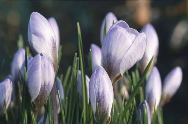 Crocus 'Blue Pearl'