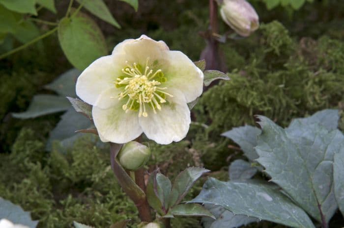 hellebore 'Bob's Best'