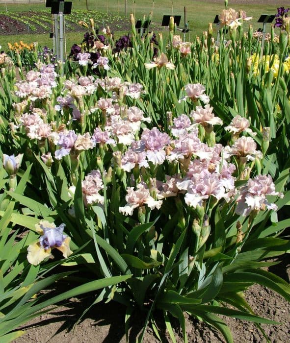 iris 'Londonderry'