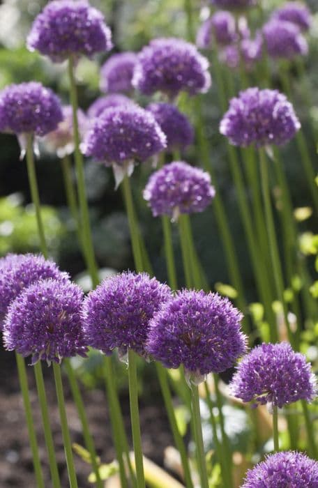 allium 'His Excellency'