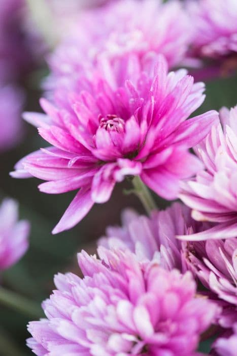 chrysanthemum 'Prelude Rose Pink'