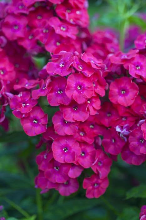 perennial phlox 'Red Flame'