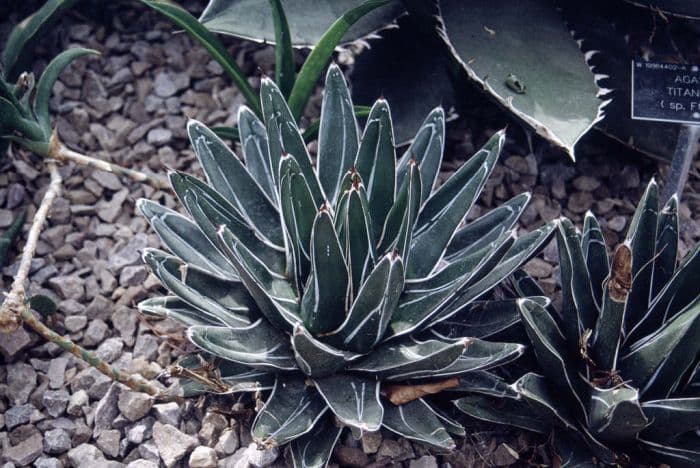 royal agave