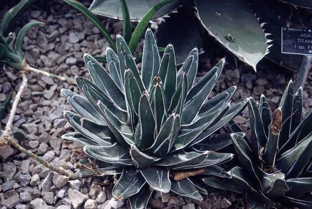 Royal agave