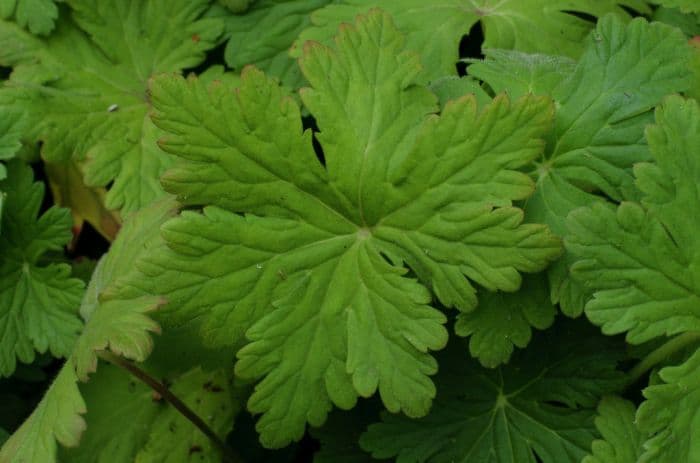 big-root cranesbill