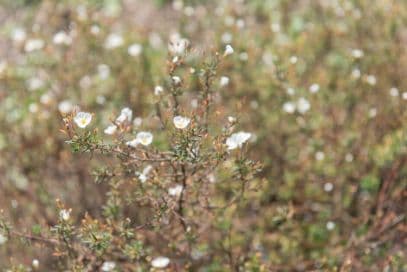 umbel-flowered sun rose