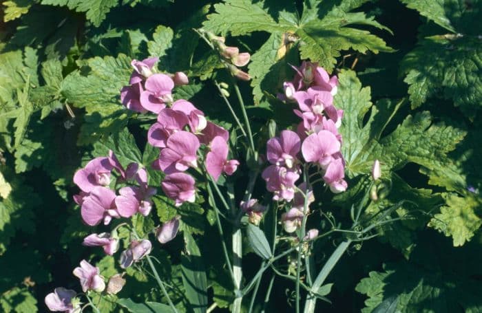 broad-leaved everlasting pea