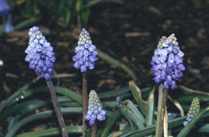 Chalus grape hyacinth