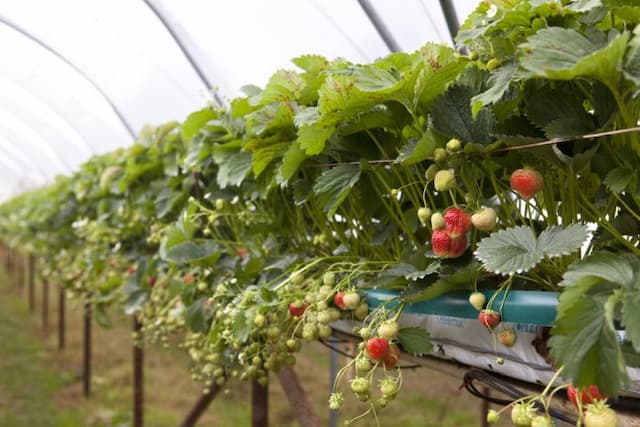 Strawberry 'Elsanta'