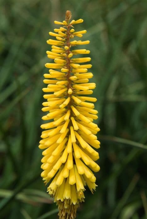 red-hot poker 'Sunningdale Yellow'