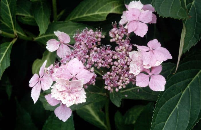 hydrangea 'Mariesii Lilacina'