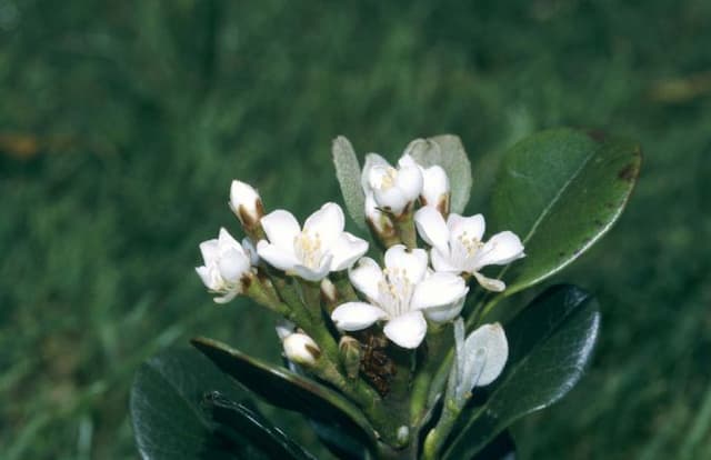 Yeddo hawthorn