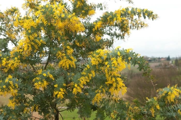 Cootamundra wattle