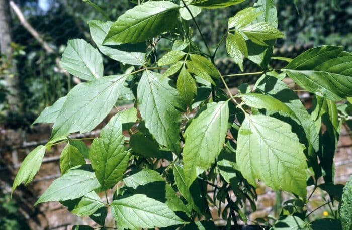 box elder