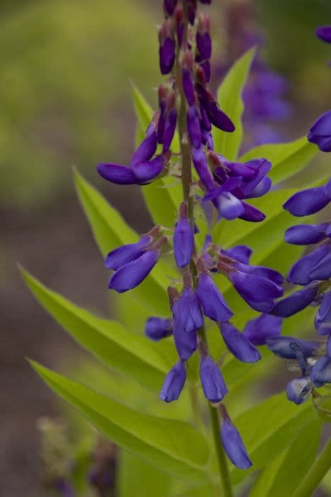 Oriental goat's rue