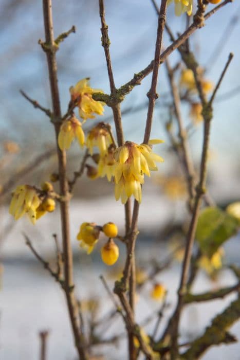 wintersweet