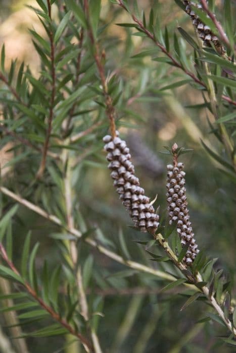 green bottlebrush