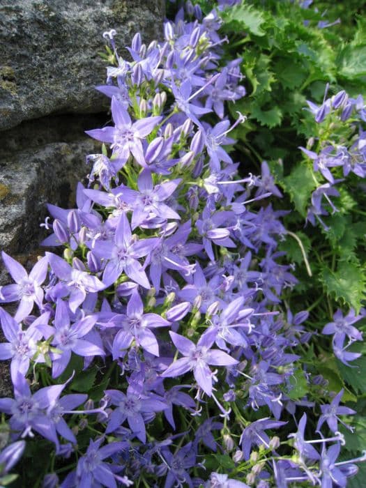 Adriatic bellflower