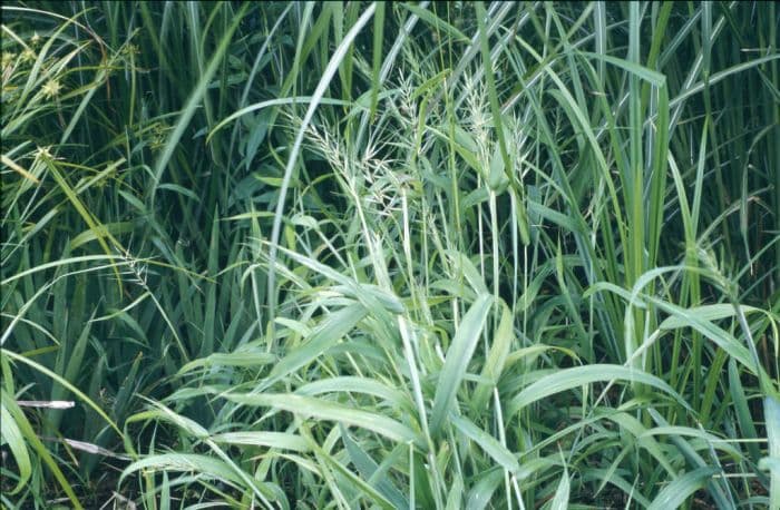 spreading bottlebrush grass